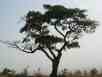 African Tree - So beautiful!