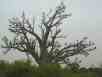 Baobab Tree, Senegal