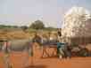 Cotton harvesting time - Mali