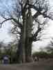Huge Baobab Tree on Safari