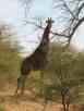 Senegalese Giraffe