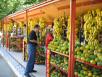 Great Fruit Stand!