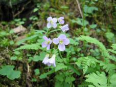 Gorge wildflower