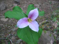 More mature trillium