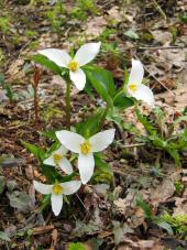Trillium