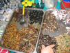 Bugs for sale in Bangkok