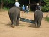 Elephant Camp Welcome