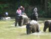 Elephants getting a bath