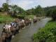 Our group on an elephant ride
