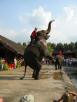 Thai elephant show