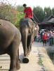 Thai elephants