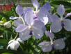 Thai orchids 2