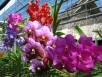 Thai orchids